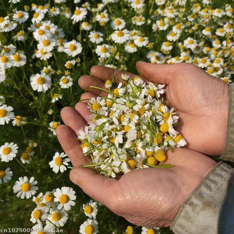 Flores Secas de Manzanilla 100 - Candle Making And Perfume reseña y precio